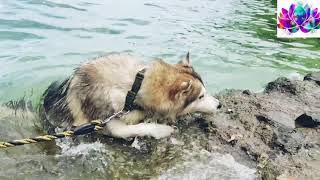 Dogs Swimming