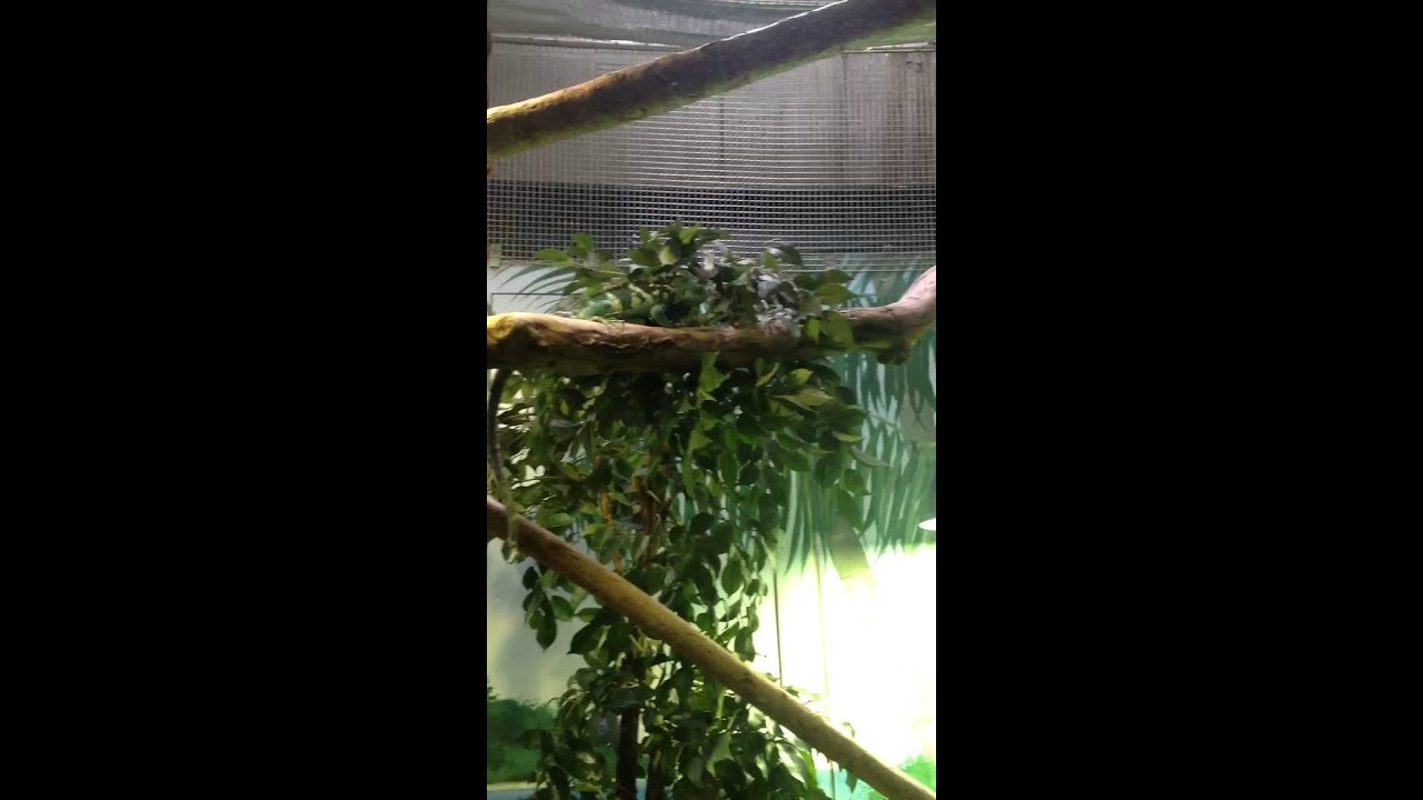 Fijian crested iguana head bobbing at taronga zoo YouTube