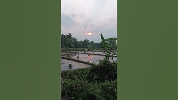 Thumbnail of sunset in the rice fields