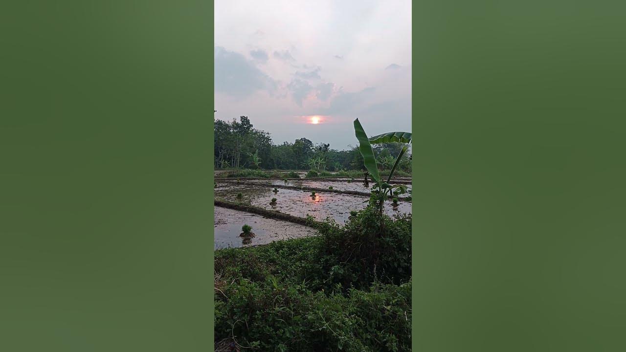 sunset in the rice fields