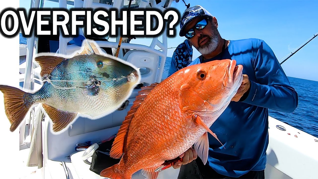 OVERFISHED?? Trying NOT to CATCH a TON of Red Snapper | Team Buck ...