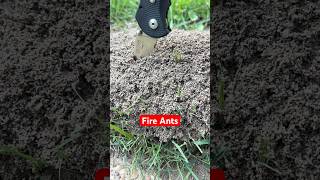 Ants Response in Slow Motion
