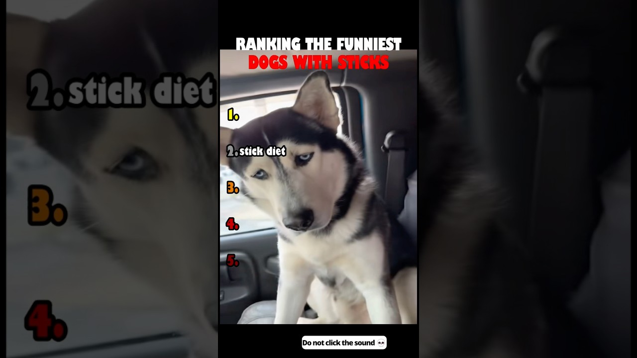 Funny Dogs with Their STICKS