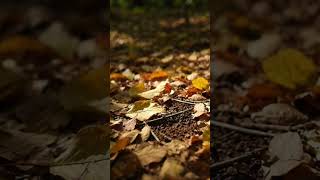 Forest Light Movement.