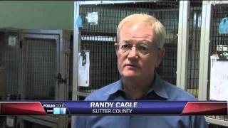 Animal Shelter FCP.mov