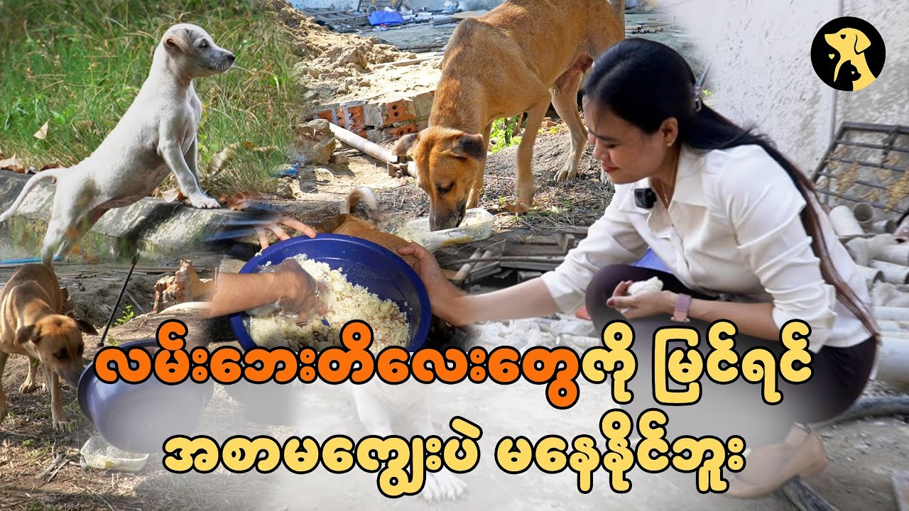 လမ်းဘေးခွေးလေးတွေကို (၂၀၁၇)ထဲက အစာကျွေးလာတာ။