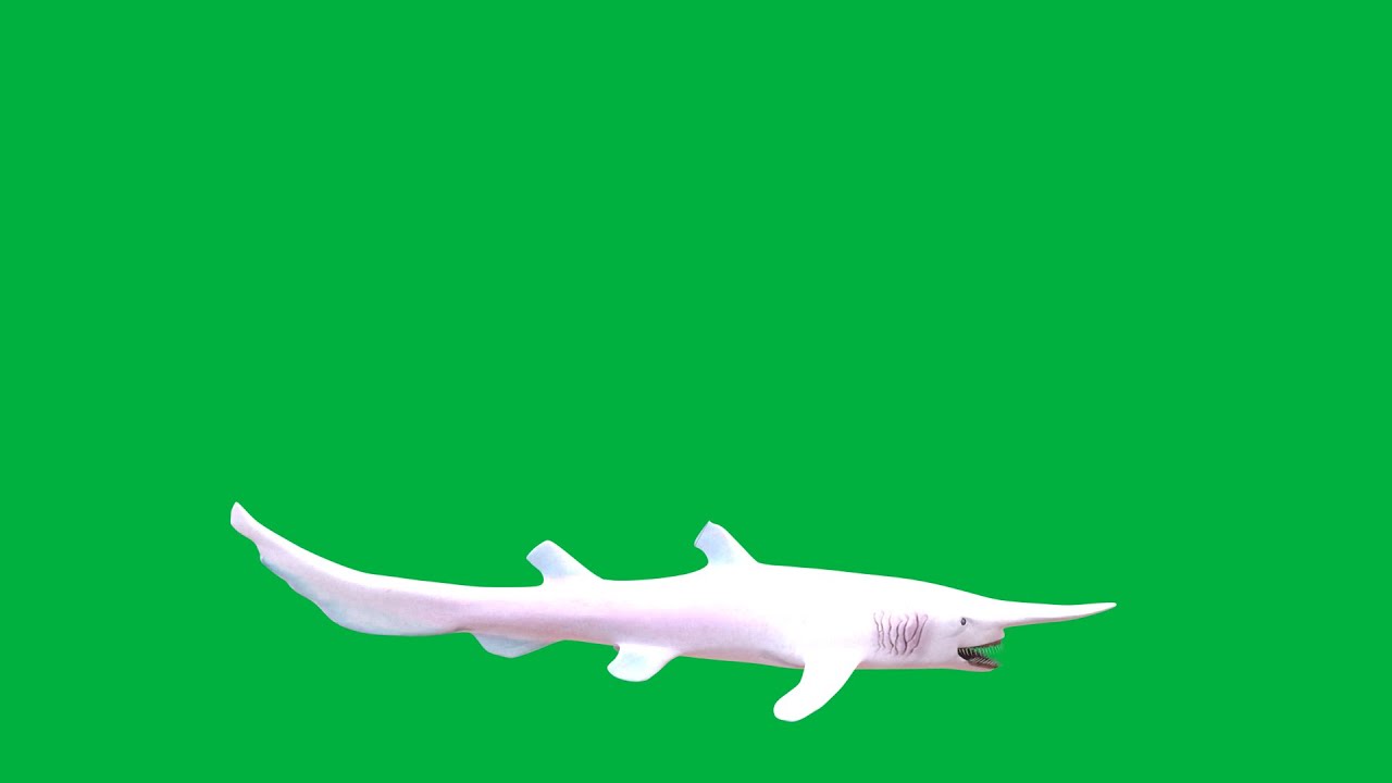 Goblin Shark from Zoo Tycoon 2 Spinning & Oscillating in Front of a Green Screen