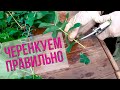 Мастер-класс по заготовке черенков садовых культур