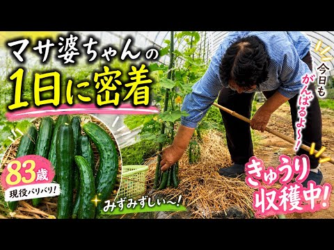 83 Years Old] A Day in the Life of Grandma Masa! Busy Farm Work