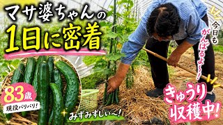 【83歳】マサ婆ちゃんの1日に密着！朝から大忙しの農作業