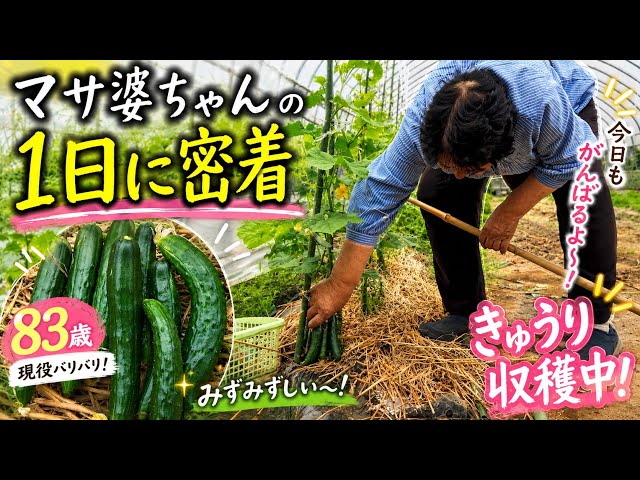 83 Years Old] A Day in the Life of Grandma Masa! Busy Farm Work