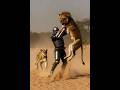 tiger vs man fight #shorts #tiger #man #animal #lion