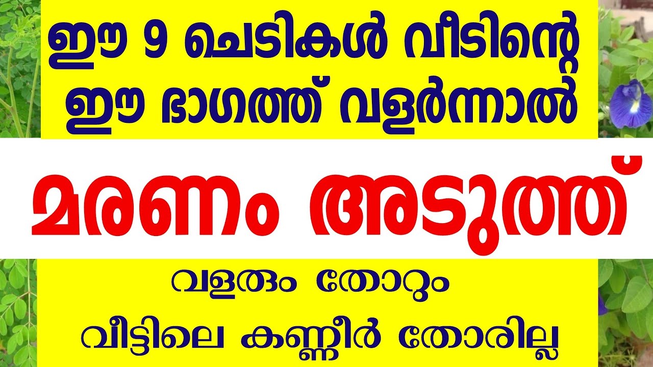 ഈ 9 ചെടികൾ വീട്ടിലുള്ളവരുടെ ആയുസ്സ് കുറയും,ഒരിക്കലും കണ്ണീർ തോരില്ല vastu tips Malayalam