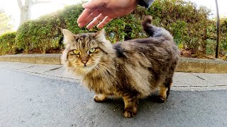 タヌキみたいな長毛猫がウォーキングロードで甘えてきた