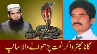 Gana churwa kar naat parhane wala saanp | aik signer ki kahani, jo ab nabi ki naatain parhta hai screenshot 4