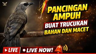  Trucukan Gacor Juara Ropel Panjang Pancingan  Masteran Segala Burung Trucuk Pasti Nyaut Gacor