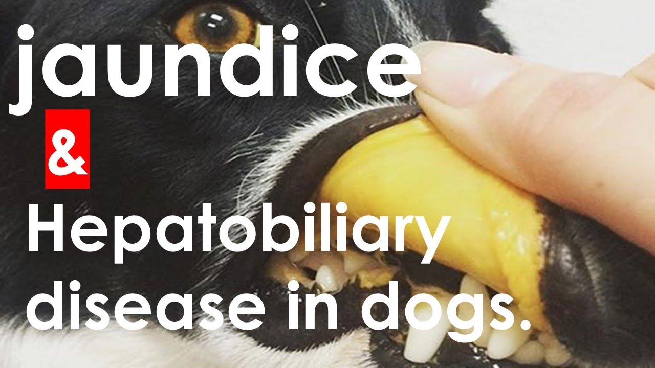 Why is my dog's skin turning yellow? YouTube