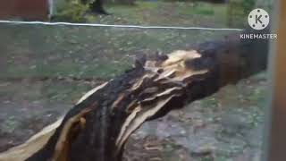 Trees falling compilation #3