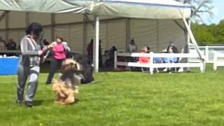 Jarmo by thendara show dogs 325 views 12 years ago 2 minutes, 13 seconds