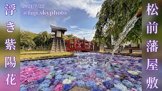 松前藩屋敷 浮き紫陽花 1分10秒 21 7 22 Youtube