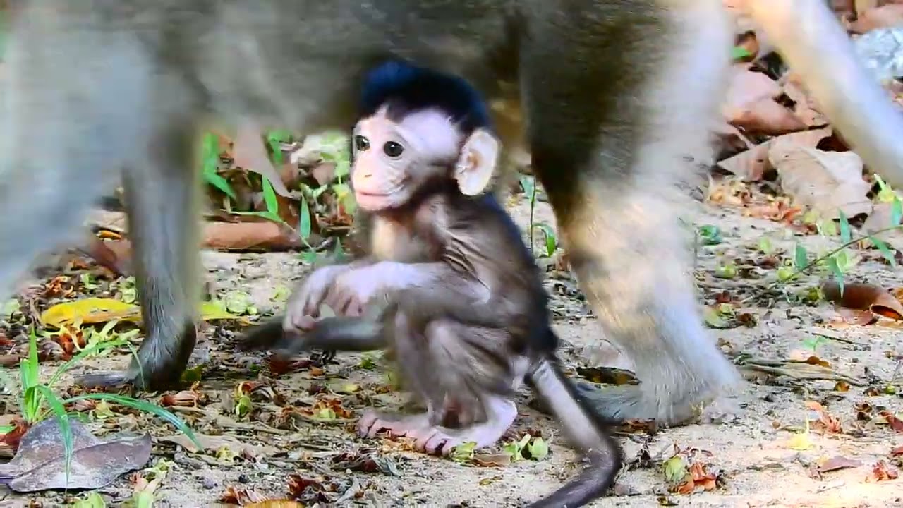ARA and mum Anna, Baby Ara monkey hungry 576