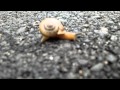 Snail on greenway