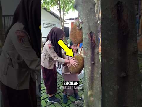 Tak Ingin Keduluan Kelas Lain, Siswi Ini Diam-Diam Petik Nangka!