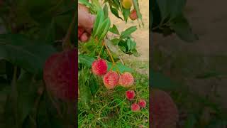 गाँव की ताज़ा लीची तोड़ाई 🍒 #garden #gardening #terracegarden #plants #lichi #lichigard