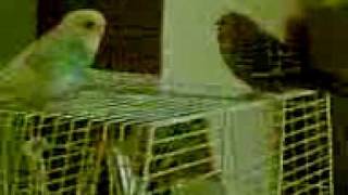 Sirin Ile Capkin 2