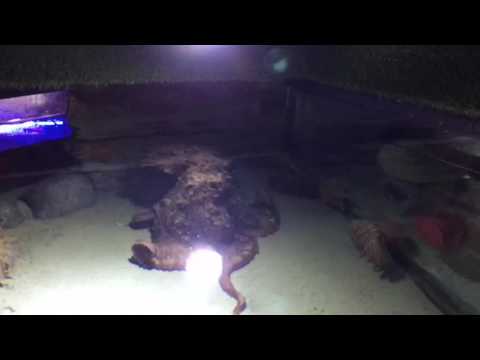 Octopus Puzzling