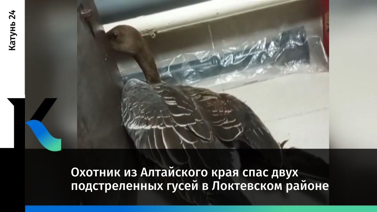 Охотник из Алтайского края спас двух подстреленных гусей в Локтевском районе