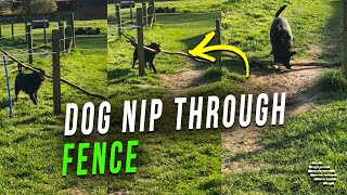 Dog Carrying a Huge Stick Manages to Eventually Nip Through the Fence