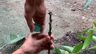 Cara cantuman pokok mangga / how to grafting manggo tree