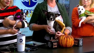 Small But Mighty works to save petite pups