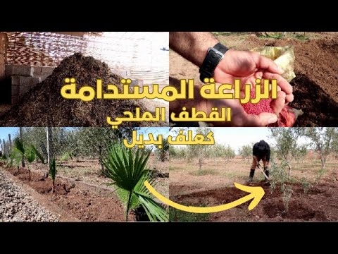 تشجير المزرعة: زراعة النخيل والقطف الملحي والقت