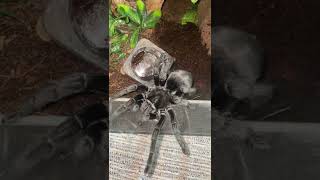 Famous Bad girl! 😒 #shorts Net Worth