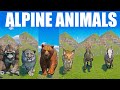 Alpine animals speed races in planet zoo included yeti alpine chamois bear lynx leopard