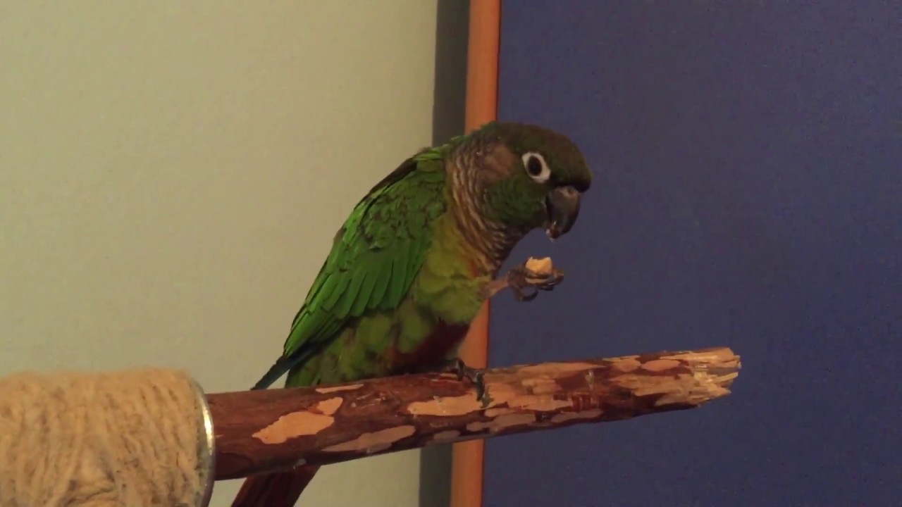 Green cheek conure eats almond / Braunouhi papagaj sa YouTube