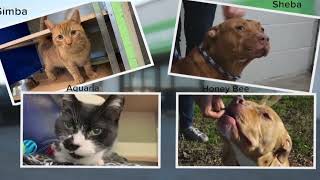 Kane County animal shelters overwhelmed with animals