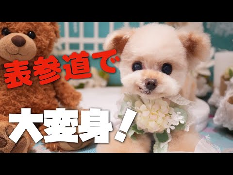 トリミングいったら見違えるほど可愛くなりました♪【トイプードル】