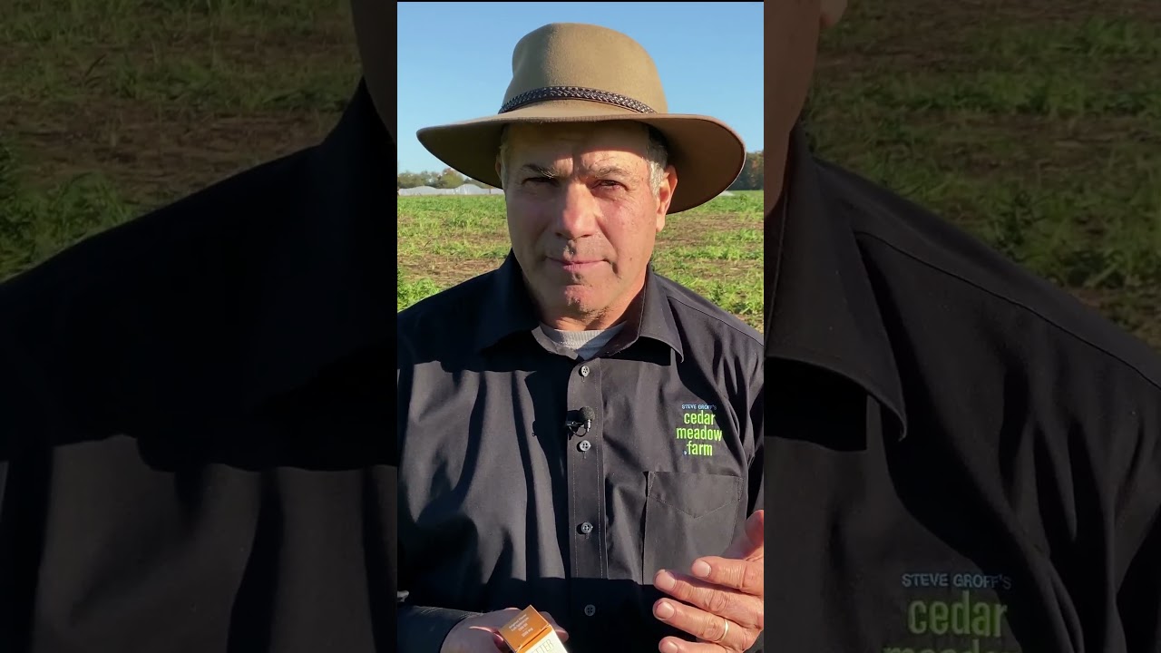 Original Flavored CBD Oil