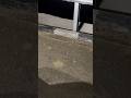 Venomous Snake on jhunjhunu highway #shorts #youtubeshorts