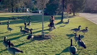 Duck Walk Flat Ground