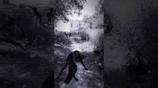 Part 424 Wolf in village #wolfsounds #relaxinwolf #wolfsong #wildlife #wolf #forest #nature #shorts