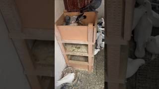 üst duzey kuşlar size özel bugun mezatta #güvercin #populerpigeon #pigeon #pigeonlaver #oyunkuşu