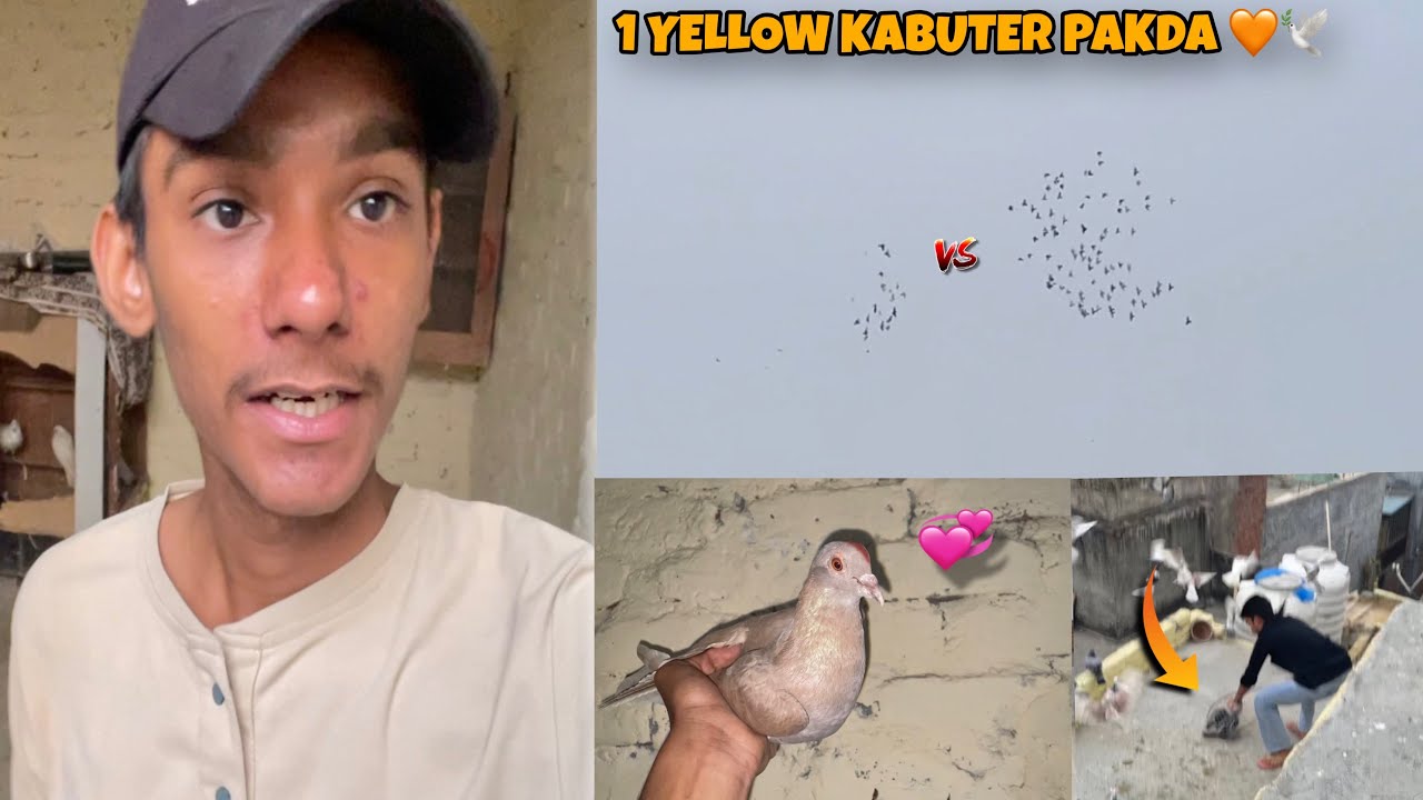 Kabuter Lad Gay Aj 😶‍🌫️🔥|| Peela Zard Kabuter Pakda ❣️