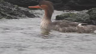 1080109貢寮稀有冬候鳥紅胸秋沙鴨(Mergus serrator)理毛