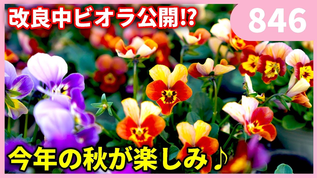ビオラの品種改良などなど by 園芸チャンネル 846 #園芸 #ガーデニング #初心者