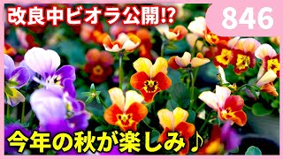 Viola breeding and more by Gardening Channel 846 #Gardening