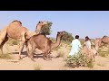 Daily routine of camels during winter season is fair  camel fair in desert jungle  camel by thar